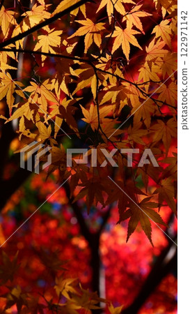 袋田瀑布週邊的紅葉 122971142