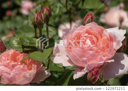 英國花園的玫瑰 122971211