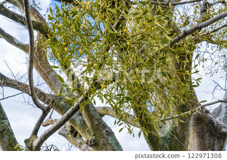 寄生在京都市伏見區一棵大樹上的槲寄生 122971308