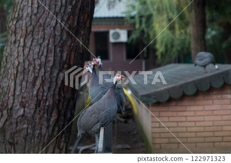 Female peacock screaming and sitting outdoors 122971323
