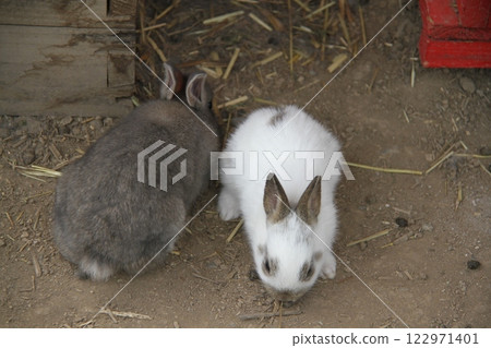 可愛的小兔子 可愛的小兔子 122971401