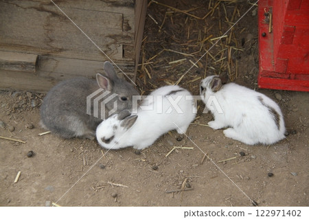 可愛的小兔子 可愛的小兔子 122971402