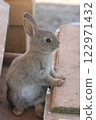 Parent and child of rabbit Parent and child of rabbit 122971432