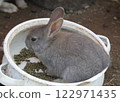 Parent and child of rabbit Parent and child of rabbit 122971435