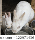 Parent and child of rabbit Parent and child of rabbit 122971436