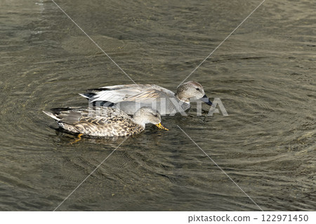 Gadwall Gadwall 122971450