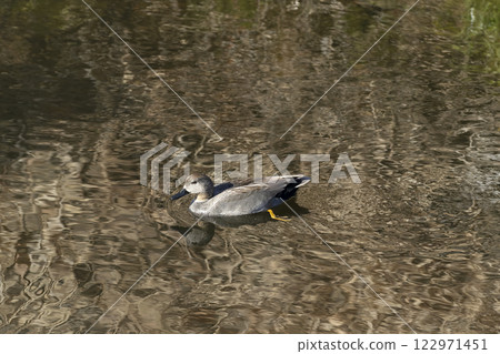 Gadwall Gadwall 122971451