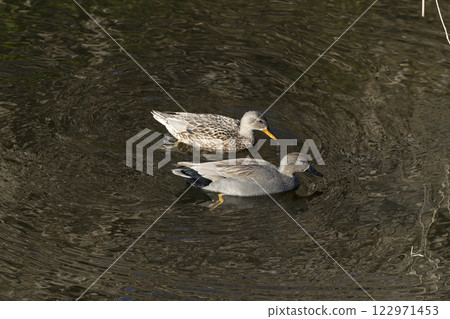 Gadwall Gadwall 122971453