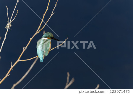 Kingfisher 122971475