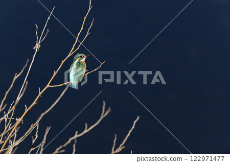 Kingfisher 122971477
