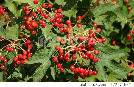 Viburnum vulgare its red berries on a tree branch 122971685