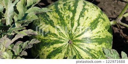 The common watermelon grows in the field, ripening in the sun 122971688