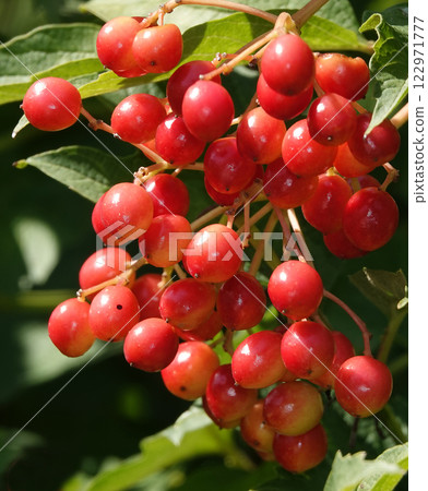 Viburnum vulgare its red berries on a tree branch 122971777