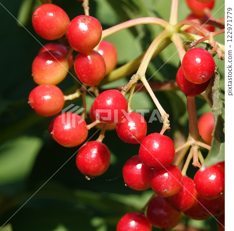 Viburnum vulgare its red berries on a tree branch 122971779
