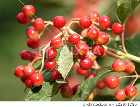 Viburnum vulgare its red berries on a tree branch 122971780