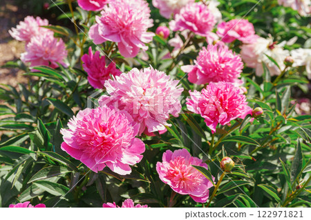 Vibrant fresh pink peony flower bush in full bloom in the garden in sunny day, floral background 122971821