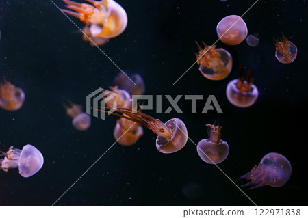 Group of Flame jellyfish, rhopilema esculentum floating in aquarium with pink neon light 122971838