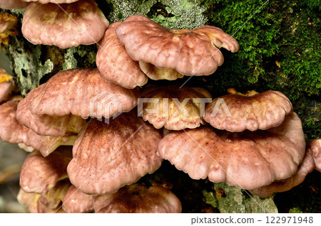 Tsukiyotake mushrooms growing in clusters on trees in the Kagikake area of the Misaka Mountains 122971948