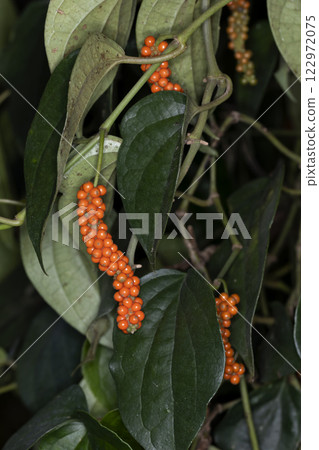 小屋的麻雀 122972075