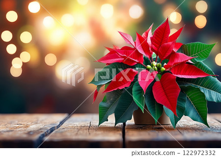 A red poinsettia plant sitting on top of a wooden table A red poinsettia plant sitting on top of a wooden table 122972332