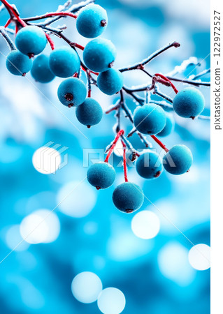 A bunch of blue berries on a branch covered in frost A bunch of blue berries on a branch covered in frost 122972527