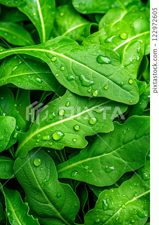 A close up of a bunch of green leaves with water droplets on them 122972605