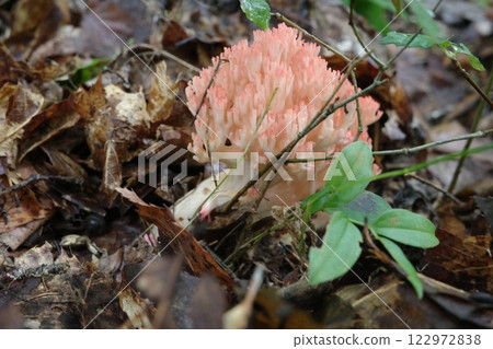 A mushroom called 'Hanahoukitake', which represents the broadleaf forest in autumn A mushroom called 'Hanahoukitake', which represents the broadleaf forest in autumn 122972838