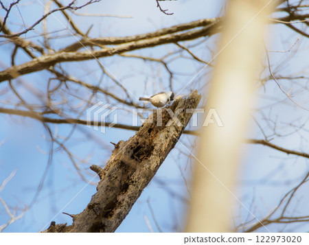 A small bird on the tip of a dead tree 122973020