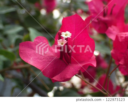 紅色九重葛花 紅色九重葛花 122973123