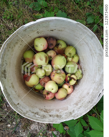 Rotten apples. A bucket filled with rotten apples. Lost crop. Sun baked and spoiled fruits. Heat and global warming. Food crisis in the world. Products unsuitable for consumption. Rotten apples. A bucket filled with rotten apples. Lost crop. Sun baked and spoiled fruits. Heat and global warming. Food crisis in the world. Products unsuitable for consumption. 122973400