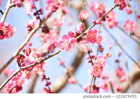 Red plum blossoms against the blue sky in early spring Red plum blossoms against the blue sky in early spring 122973455