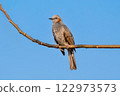 A brown-eared bulbul resting under the blue sky 122973573
