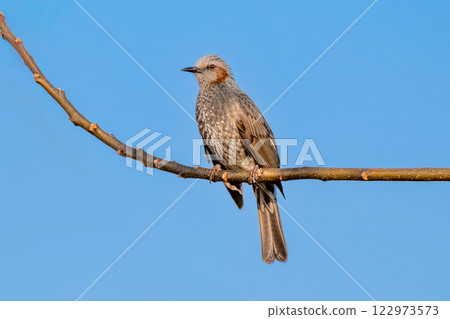 棕色耳朵的鵯在藍天下休息 122973573