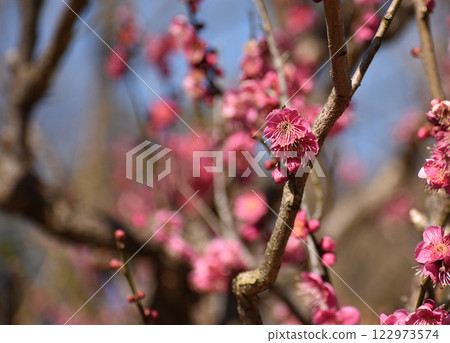 Red plum blossoms against the blue sky in early spring 122973574