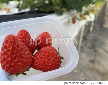 草莓採摘 122973652