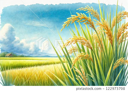 Rice ears/Rice field Rice ears/Rice field 122973708