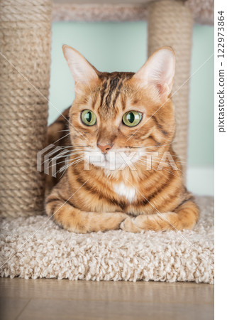 Bengal cat sitting on scratching post Bengal cat sitting on scratching post 122973864
