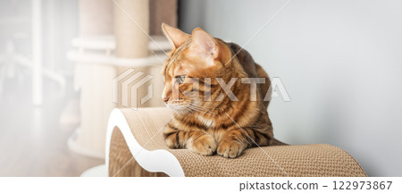 Bengal cat sitting on scratching post Bengal cat sitting on scratching post 122973867