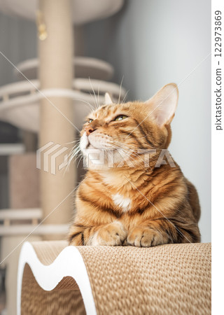 Bengal cat sitting on scratching post Bengal cat sitting on scratching post 122973869