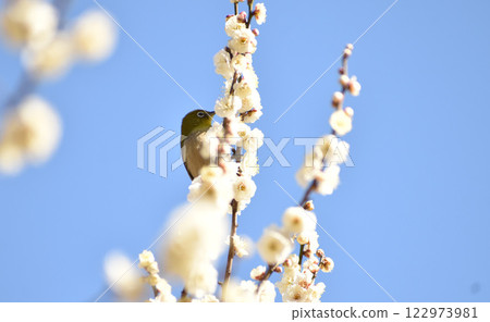 Early spring white plum and mezzo 122973981
