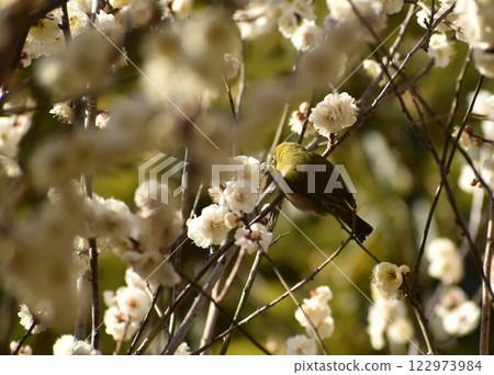 早春白梅和梅佐 早春白梅和梅佐 122973984