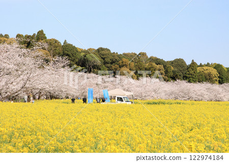 A famous spot for rapeseed fields and cherry blossoms 122974184
