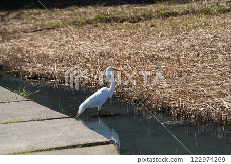 A egret searching for food near the water in the park 122974269