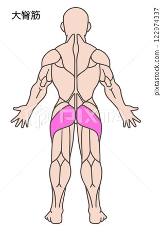 臀大肌,人體肌肉圖 臀大肌,人體肌肉圖 122974337