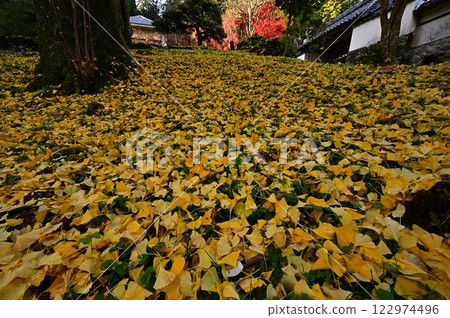 秋天的常勝寺 122974496