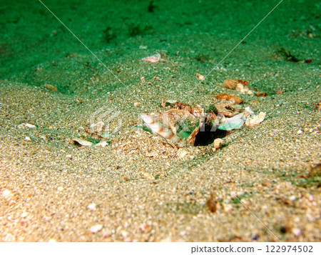 一隻棗蝦虎魚從與長耳蝦共存的洞穴中出現。 一隻棗蝦虎魚從與長耳蝦共存的洞穴中出現。 122974502