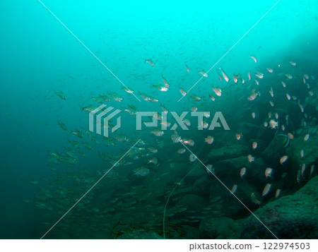 Blue sea fish Blue sea fish 122974503