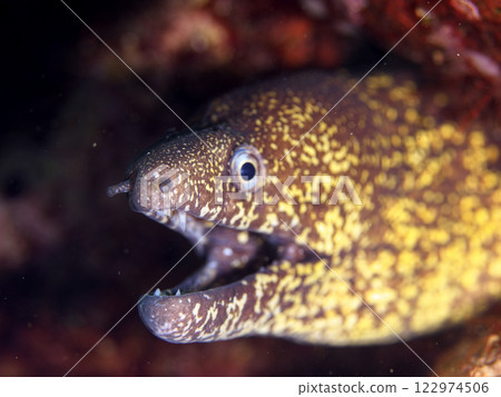 Moray eel with an open mouth Moray eel with an open mouth 122974506
