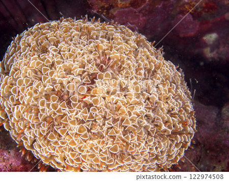 帶有喇叭狀叉子的海膽 122974508