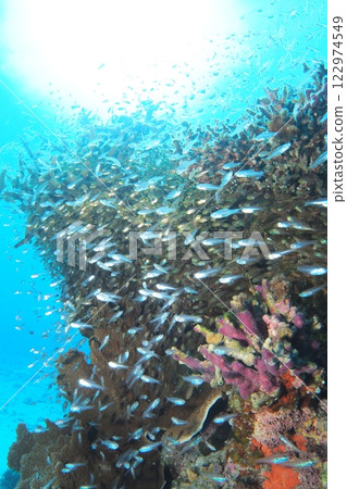 Fish swimming on a coral reef in the ocean of Okinawa Fish swimming on a coral reef in the ocean of Okinawa 122974549
